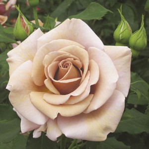 KOKO LOKO (hybrid tea)